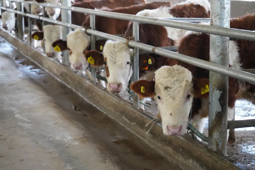   上海正誠(chéng)承包越秀輝山11家牧場(chǎng)精料堆存系統(tǒng)升級(jí)項(xiàng)目 26/10000 實(shí)時(shí)翻譯 劃譯 Shanghai Zhengcheng ??????????????????????????????????????????????????????????? 11 ??????????? Yuexiuhui